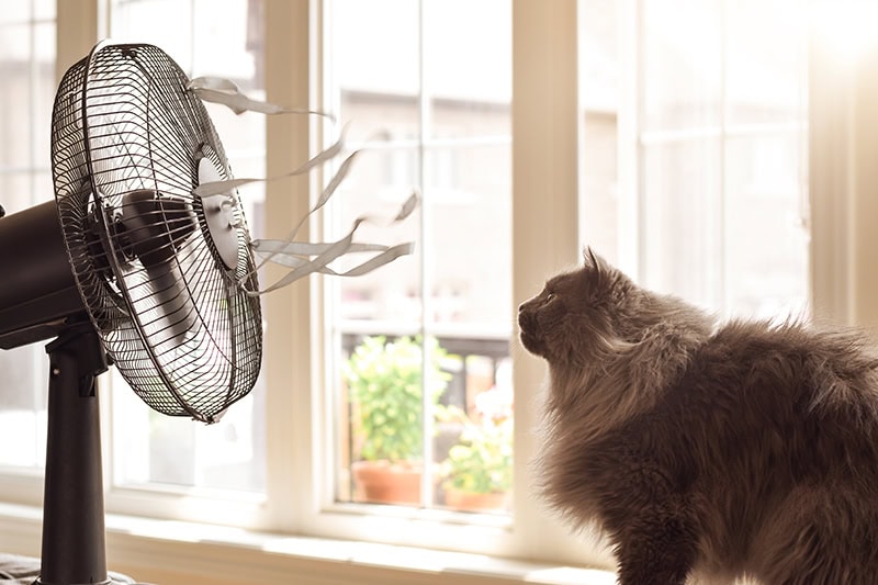 A cat sitting in front of a fan cooling off